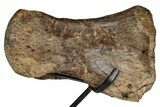 Hadrosaur (Edmontosaurus) Phalanx with Metal Stand - Montana #352284-2